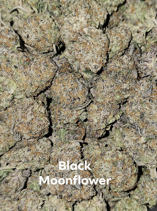 AAA+/AAAA- Black Moonflower